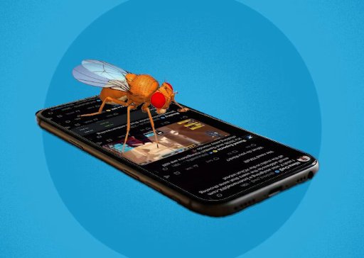 FLY